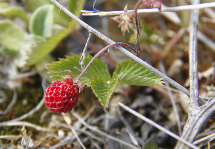 端午小长假拍的花花